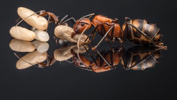  Karya Eduard Florin Niga. Kamera NikonD500, Sigma 105mm macro. Foto: British Photography Awards