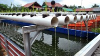 Budidaya tersebut mampu menghasilkan 100 kilogram lele setiap minggunya untuk memenuhi kebutuhan ketahanan pangan warga di masa pandemi COVID-19.  