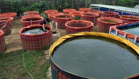 Sebanyak 40 kolam lele dibudidayakan dengan sistem bioflok dan aquaponik.  