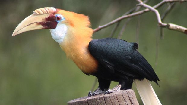 Burung rangkong atau burung tauntaun