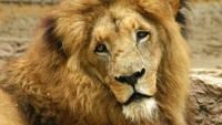 Singa bisa tidur 15-20 jam lho perharinya ( ABC Australia)