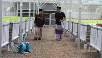 Keliling kebun sayuran bareng kerabatnya, terlihat di sisi kanan dan kiri Ustaz YM ditanami aneka sayuran. Konsep kebun hidroponik menjadi media tanaman sayuran ini. Foto: instagram @yusufmansurnew