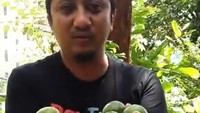 Punya tanaman jeruk di rumahnya, Ustaz YM menunjukkan pohon berbuah lebat di rumahnya. Jeruk yang baru saja dipetik ini langsung disantap. Foto: instagram @yusufmansurnew