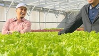 Berpose di antara selada segar, Ustaz YM terlihat tertawa senang. Kebun modern tampaknya cukup menarik perhatian YM. Foto: instagram @yusufmansurnew
