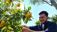 Kampanye di Cimenyan, Sahrul sempat mampir ke kebun jeruk yang ada di sana. Ia mencoba memetik jeruk dengan tangannya sendiri. Keahliannya tak kalah dari petani yang sedang panen jeruk. Foto: Instagram @sahrulgunawanofficial