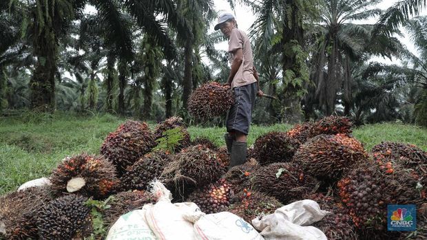 Ilustrasi kelapa sawit. (CNBC Indonesia/Muhammad Sabki)