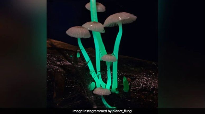 Jamur Glow in The Dark