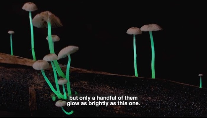 Jamur Glow in The Dark