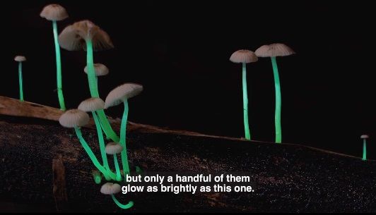Jamur Glow in The Dark
