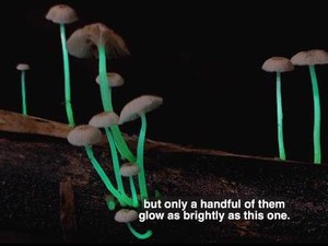 Jamur Glow in The Dark Ini Tampilannya Cantik Banget