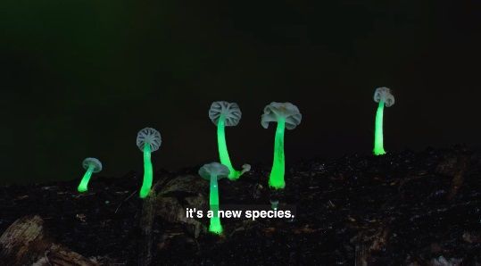 Jamur Glow in The Dark