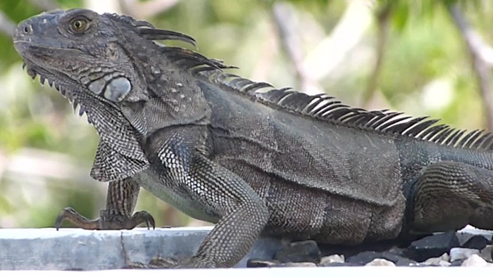 Telur Iguana hingga Tikus Isi Kacang, 5 Makanan Aneh yang Pernah Populer