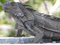 Perjalanan Epik Moyang Iguana: 8.000 Km Melintasi Samudra Pasifik