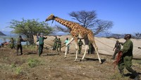 An endangered Rothschilds giraffe, blindfolded to keep it calm, is floated on a custom-built rectangular barge from Longicharo Island to the eastern shores of Lake Baringo, to save it from rising lake levels that threaten its future, in Kenya Wednesday, Dec. 2, 2020. The operation conducted by wildlife organizations with the help of the local community comes after lake levels started to rise by an estimated 6 inches a day, turning the giraffes original home into an ever-shrinking island. Seven giraffe remain on the island with two due to be moved over the next few days, and the rest in the coming months, according to Northern Rangelands Trust. (Northern Rangelands Trust via AP)