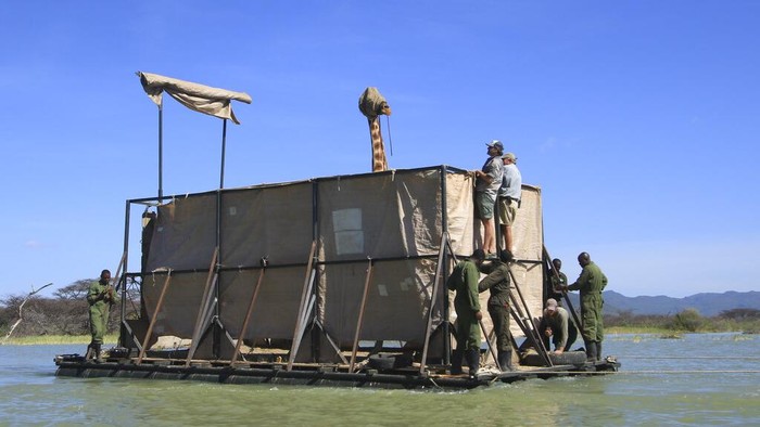 Terkepung Banjir, Jerapah di Kenya Dievakuasi An endangered Rothschild's giraffe, blindfolded to keep it calm, is floated on a custom-built rectangular barge from Longicharo Island to the eastern shores of Lake Baringo, to save it from rising lake levels that threaten its future, in Kenya Wednesday, Dec. 2, 2020. The operation conducted by wildlife organizations with the help of the local community comes after lake levels started to rise by an estimated 6 inches a day, turning the giraffe's original home into an ever-shrinking island. Seven giraffe remain on the island with two due to be moved over the next few days, and the rest in the coming months, according to Northern Rangelands Trust. (Northern Rangelands Trust via AP)