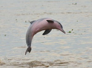 Sedih, 31 Spesies Hewan dan Tumbuhan Dinyatakan Punah