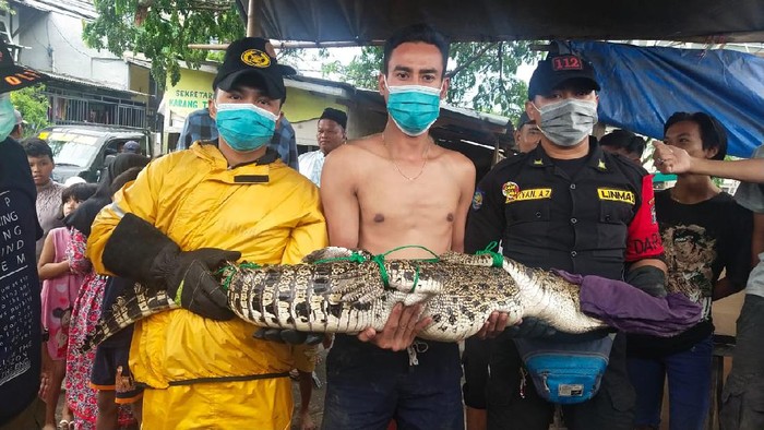 buaya di surabaya