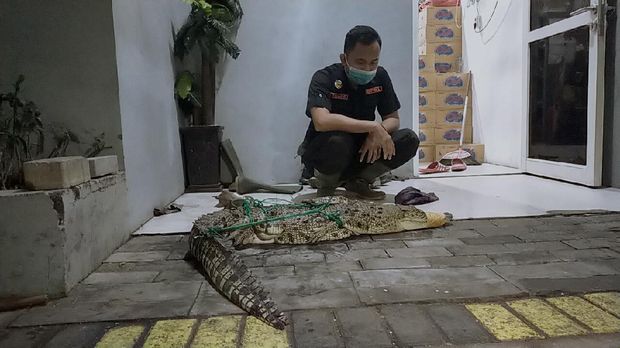 buaya di surabaya
