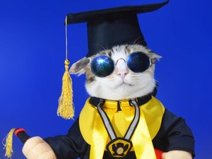 Kisah Inspiratif Pria Jualan Baju Kucing Demi Merawat 34 Ekor Kucing