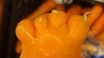 Bentuk wortel seperti telapak kaki punya jari-jari. Foto: Brightside