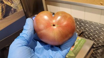 Tomat dengan bentuk love. Foto: Brightside