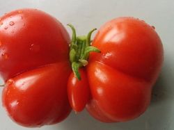 Kumpulan Foto Sayuran yang Bentuknya Ajaib