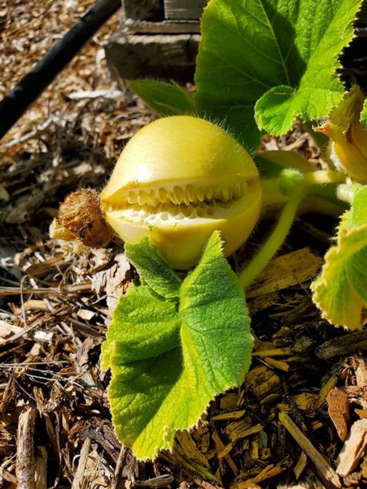 fotoinet fenomena tumbuhan unik