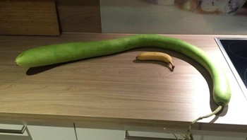 Terong yang panjang sekali. Foto: Brightside