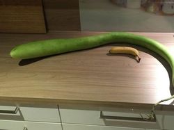 Kumpulan Foto Sayuran yang Bentuknya Ajaib