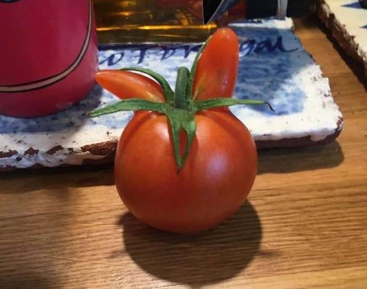 fotoinet fenomena tumbuhan unik