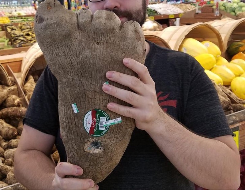 fotoinet fenomena tumbuhan unik