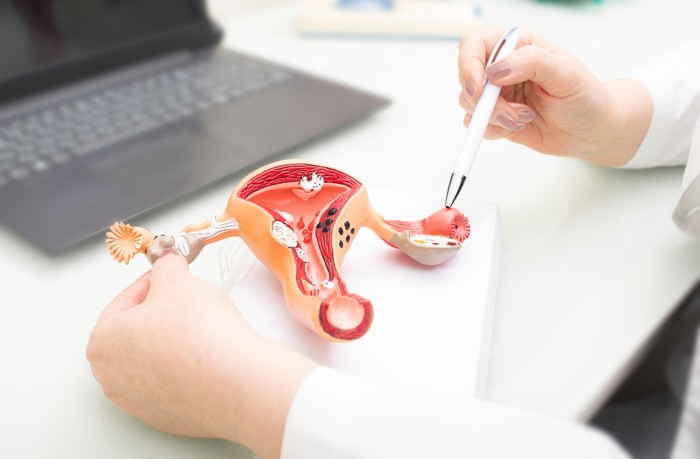 Gynecologist showing uterine structure on a uterus model. Uterus model on gynecologists desk close-up