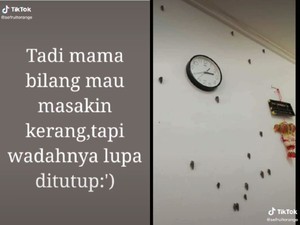 Kocak! Tutut Berkeliaran di Dinding karena Wadah Lupa Ditutup Saat Masak