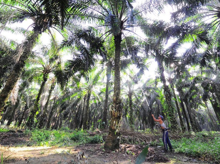 Pekerja memanen tandan buah segar (TBS) kelapa sawit, di Petajen, Batanghari, Jambi, Jumat (11/12/2020). Dewan Minyak Sawit Indonesia (DMSI) memperkirakan nilai ekspor kelapa sawit nasional tahun 2020 yang berada di tengah situasi pandemi COVID-19 tidak mengalami perbedaan signifikan dibanding tahun sebelumnya yang mencapai sekitar 20,5 miliar dolar AS atau dengan volume 29,11 juta ton. ANTARA FOTO/Wahdi Septiawan/hp.