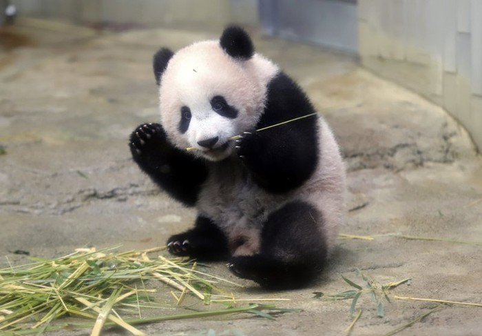 Panda Xiang Xiang