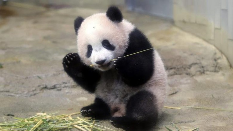 Panda Xiang Xiang Panda Xiang Xiang