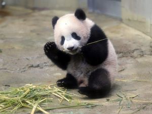 Tak Cuma Manusia, Panda Juga Tak Bisa Pulang Kampung Gegara Corona