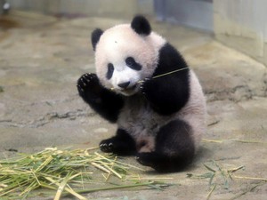 Tak Cuma Manusia, Panda Juga Tak Bisa Pulang Kampung Gegara Corona