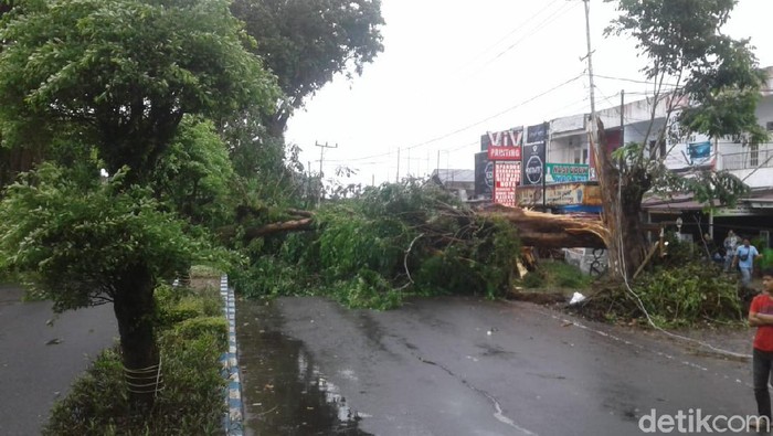 Pohon tumbang di Bengkulu (Hery Supandi/detikcom)