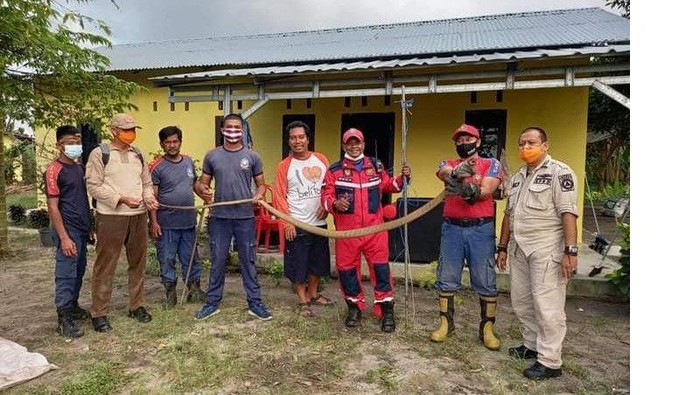 Ular king kobra dievakuasi dari bawah kasur warga di Belitung.