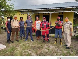 Ngeri! King Cobra 3 Meter Sembunyi di Bawah Kasur Warga Belitung
