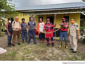 Ngeri! King Cobra 3 Meter Sembunyi di Bawah Kasur Warga Belitung