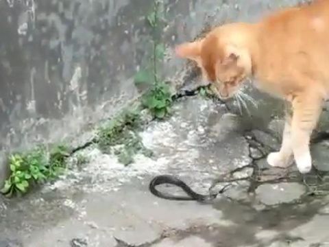 Ular Kobra Jawa dihadang kucing di Klaten.
