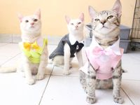 Kisah Ibu Rumah Tangga Raup Omzet Jutaan dari Bisnis Baju Kucing