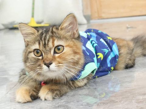 Koleksi baju kucing milik Baju Kucing Tangerang