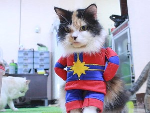 Kisah Ibu Rumah Tangga Raup Omzet Jutaan dari Bisnis Baju Kucing