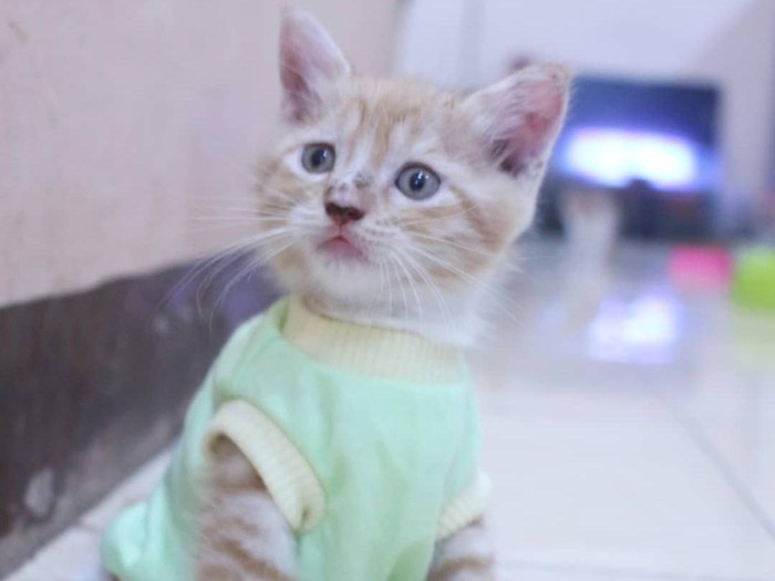 fredi lugina Koleksi baju kucing milik Fredi Lugina