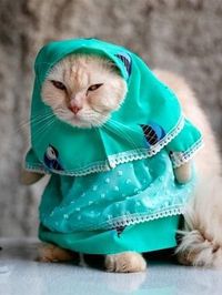 Drama Jual Baju Kucing, Ditantang Bikin Bentuk Pocong Hingga 