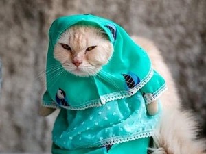 Media Jepang-Taiwan Buru Kisah Usaha Baju Kucing Pria Bogor Ini