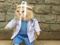 Drama Jual Baju Kucing, Ditantang Bikin Bentuk Pocong Hingga 